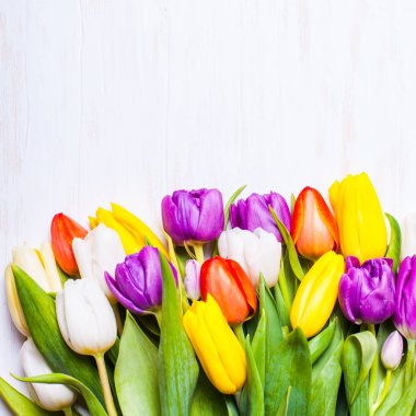 Renk laleler yönetim kurulu