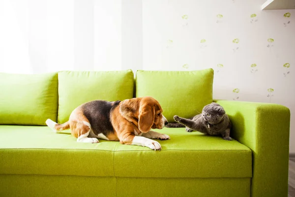 El perro y el gato están jugando —  Fotos de Stock