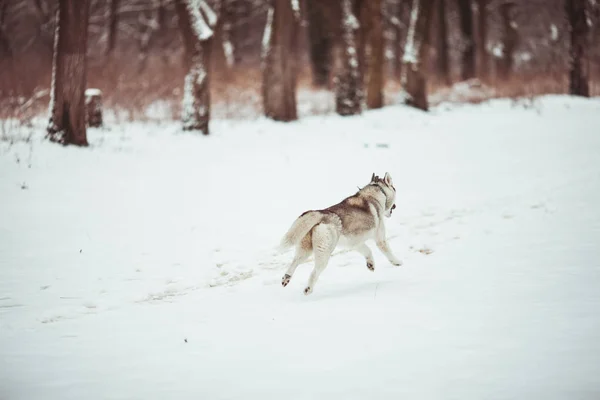 Husky en la nieve blanca — Foto de Stock