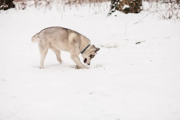 Husky en el bosque de invierno — Foto de Stock