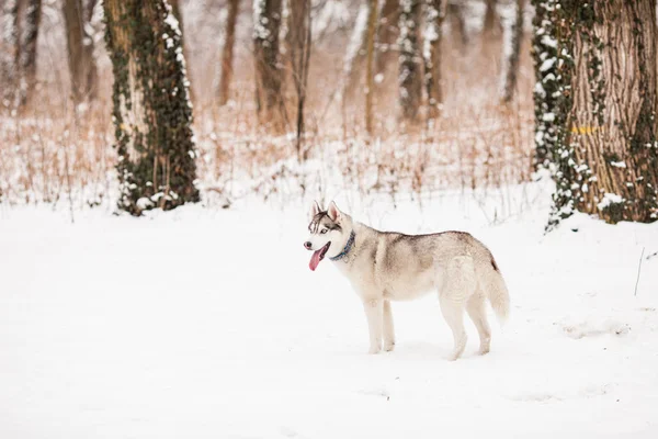 Huskies en la nieve blanca — Foto de Stock