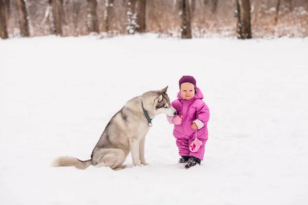 ハスキー犬の赤ちゃん — ストック写真