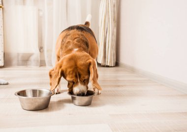 köpek yiyor