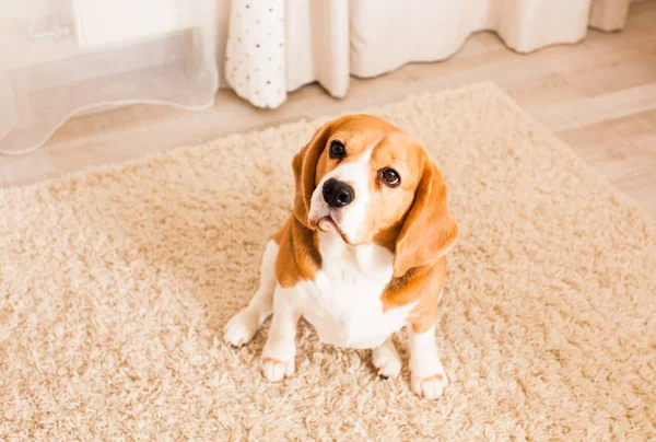 El perro se sienta en la alfombra —  Fotos de Stock
