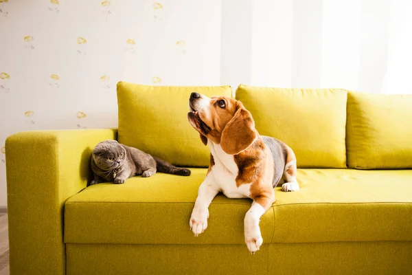 Mascotas tomar un descanso —  Fotos de Stock
