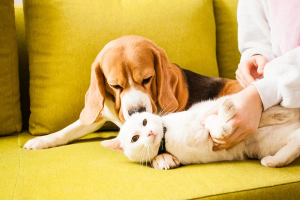 El perro está tendido cerca del gato —  Fotos de Stock