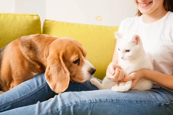 Perro está tratando de hacer un amigo — Foto de Stock