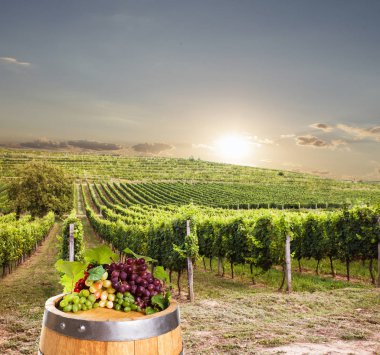 ocolitto och saguaro kaktus