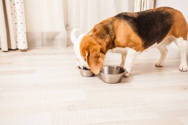 İki dostça pets