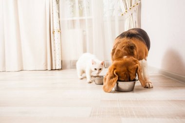 odasında şaşkın kedi