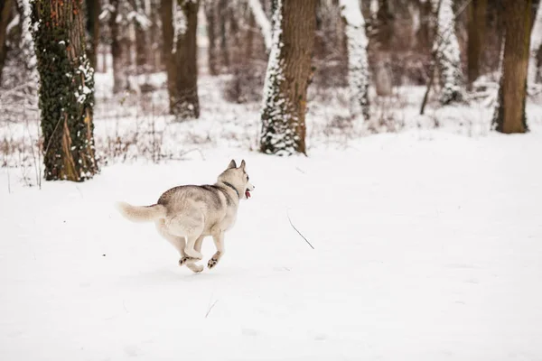Frío invierno paseando con perro — Foto de Stock