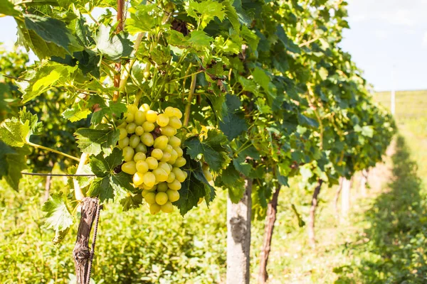 Виноград в саду — стоковое фото