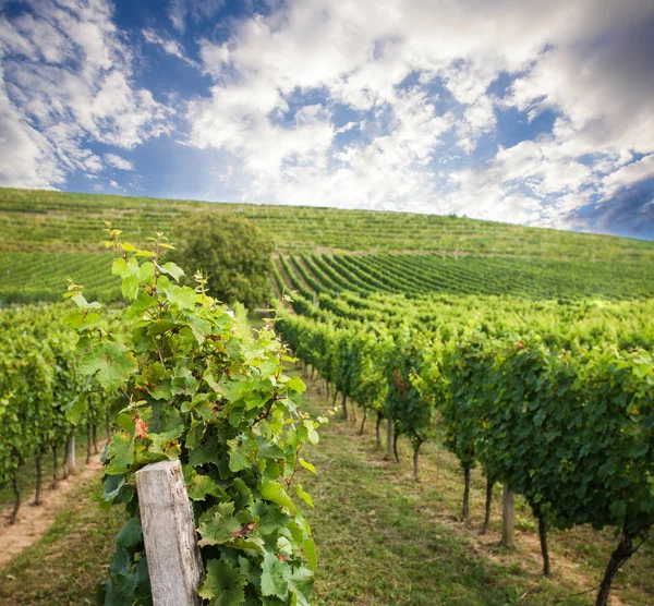 Виноградный ландшафт — стоковое фото
