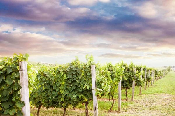Beautiful vineyard landscape — Stock Photo, Image