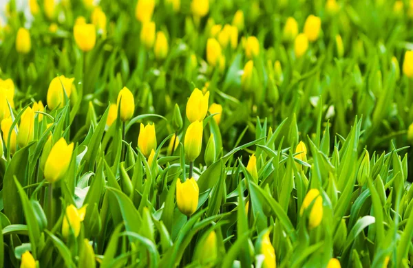 Våren bakgrund gula tulpaner — Stockfoto