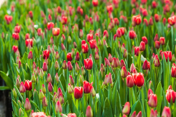 Field of red tulips — Stock Photo, Image