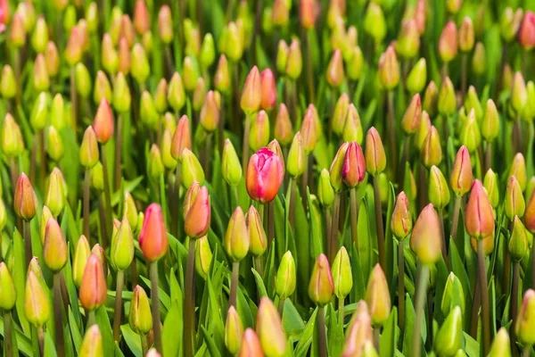 Muster der Tulpenknospen — Stockfoto