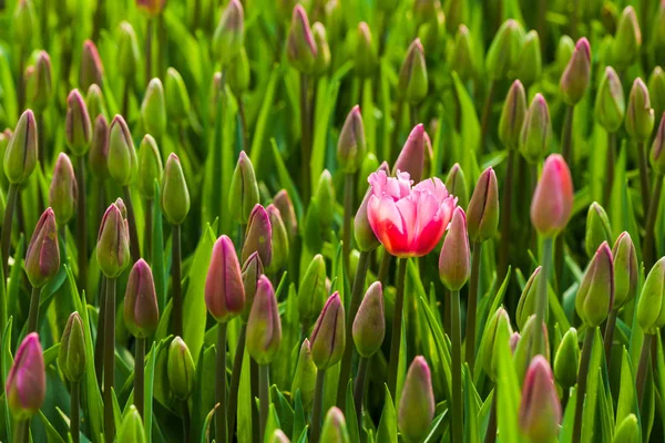 花壇の独創性の概念 — ストック写真