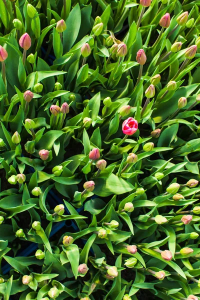 First spring tulip buds in greenhouse — Stock Photo, Image