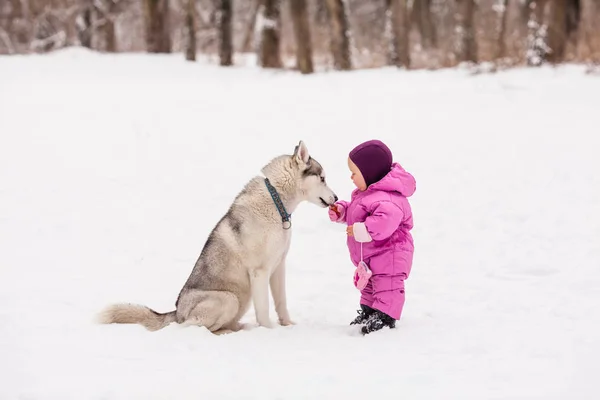 허스키 강아지와 작은 아기 — 스톡 사진