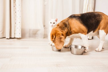 kedi bir şok etti