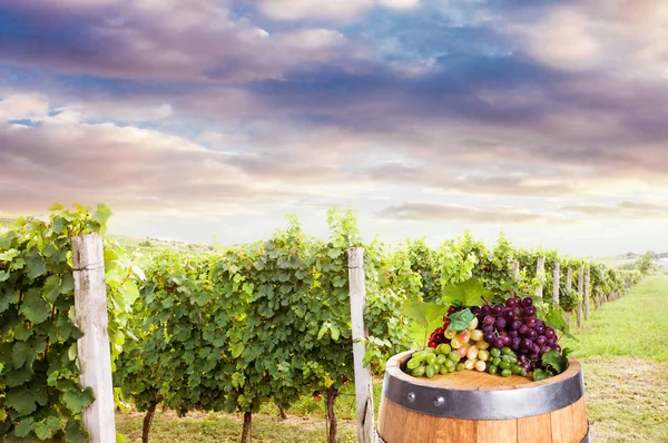 Schöner Sonnenuntergang im Weinberg — Stockfoto