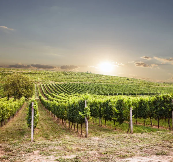 Schöner Sonnenuntergang im Weinberg — Stockfoto