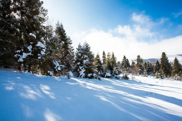 Winterwereld van schoonheid — Stockfoto