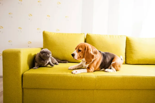 Gato y perro en una habitación —  Fotos de Stock