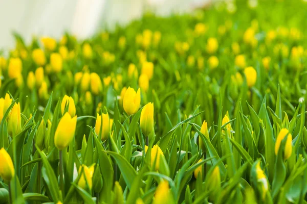 Início da primavera tulipas amarelas — Fotografia de Stock