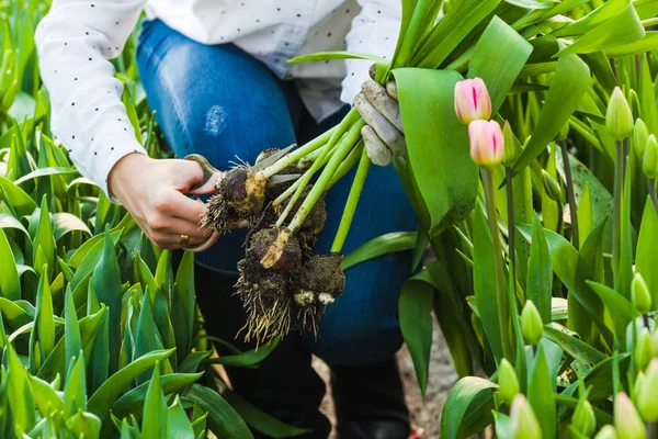 Cutting the tulip bulb — Stock Photo, Image