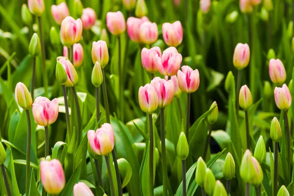 Feld aus rosa Tulpen — Stockfoto