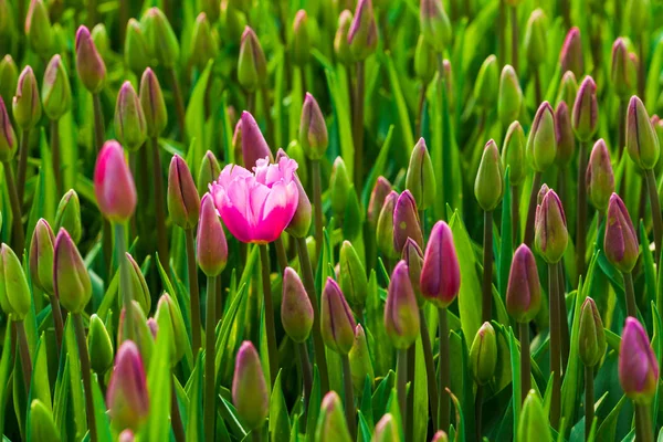 1 つ花ピンクのチューリップ — ストック写真