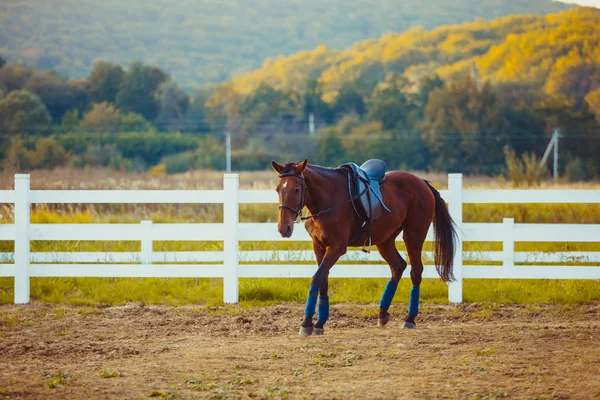 Paard op de boerderij — Stockfoto