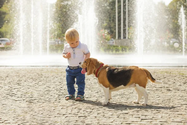 Мальчик кормит собаку. — стоковое фото