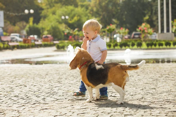 男の子が犬に餌 — ストック写真