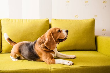 Yalancı Beagle köpeği