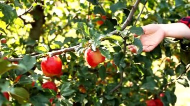 Kadın ağaçtan elma topluyor. Sonbahar hasadı