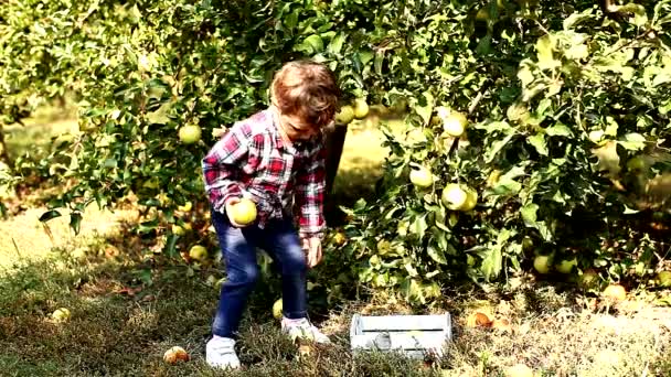 Little cute girl picks apples from a tree — Stock Video