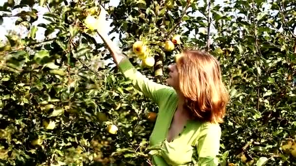 Жінка бере жовте яблуко з дерева і їсть — стокове відео