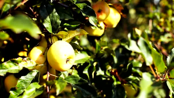 Крупним планом жінка збирає стигле яблуко з яблуні — стокове відео