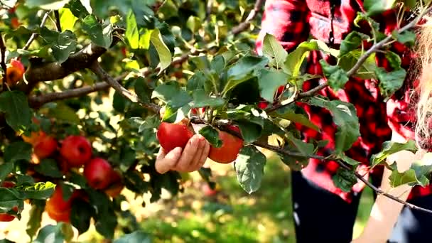 Une femme cueille des pommes dans un arbre. Récolte d'automne — Video