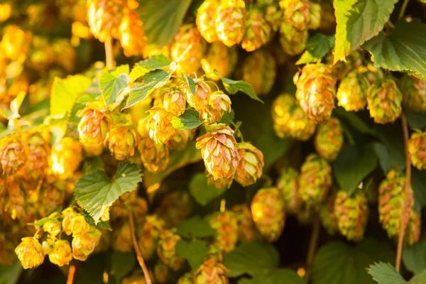 Cônes de houblon mûrs sur la plantation contre la lumière du soleil d'été . — Photo