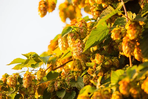 Cônes de houblon frais pour la fabrication de bière et de pain gros plan — Photo