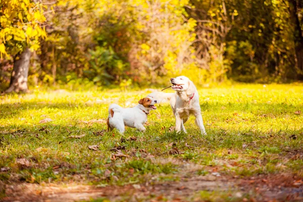 Amistosos perros de compañía jugando con palo en un parque — Foto de Stock
