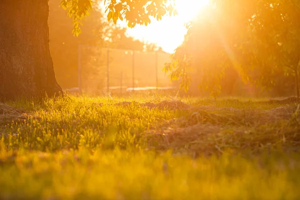 Naturlig solstråle i hagen ved solnedgang – stockfoto