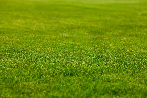 Zelená tráva přírodní textura pro design pozadí — Stock fotografie