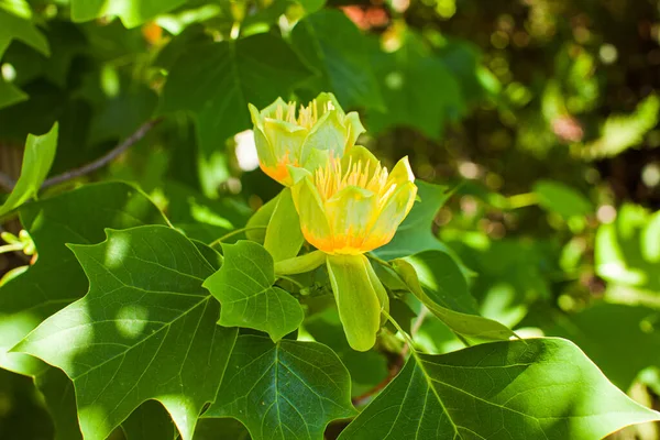 Flor de árbol de tulipán sobre fondo follaje verde —  Fotos de Stock