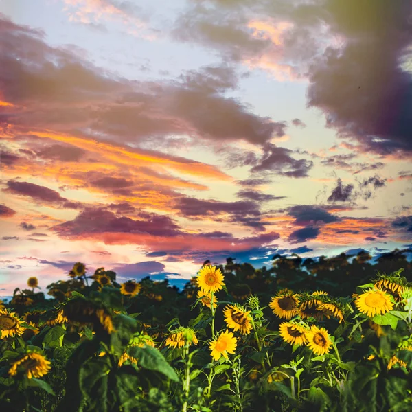Campo de girassóis florescendo em um fundo do por do sol — Fotografia de Stock