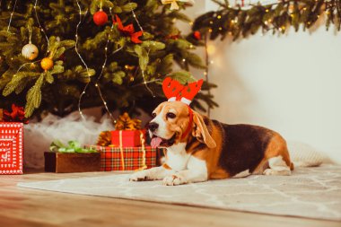 Ren geyiği kılığına girmiş şirin av köpeği Noel ağacının yanında oturuyor.
